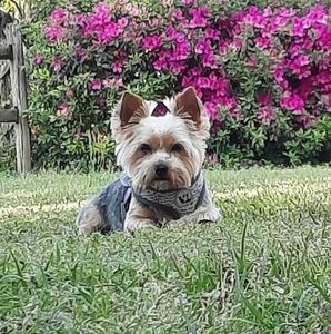 Meet your Posher, Dianne